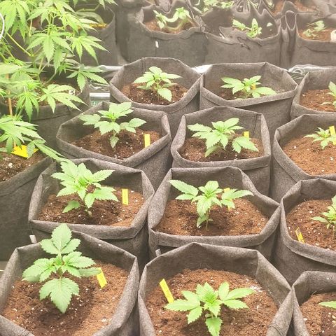 Moby Dick 2. ((Bonsai)) growlog timeline photo