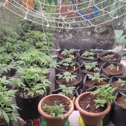 Moby Dick 2. ((Bonsai)) growlog timeline photo