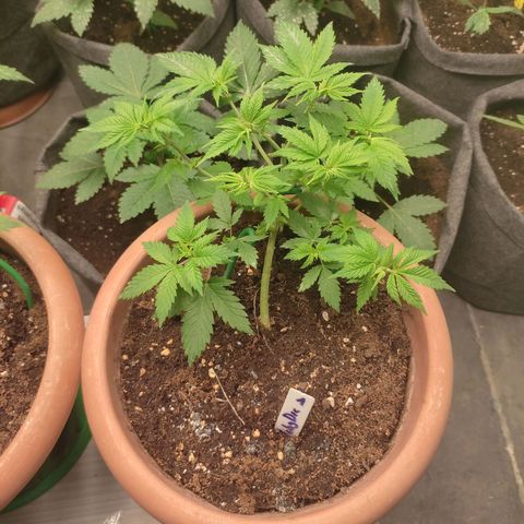 Moby Dick 1. ((Bonsai)) growlog timeline photo