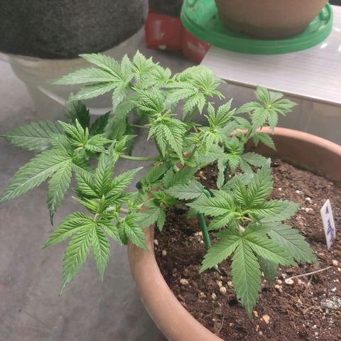 Moby Dick 1. ((Bonsai)) growlog timeline photo