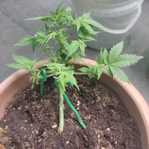 Moby Dick 2. ((Bonsai)) growlog timeline photo