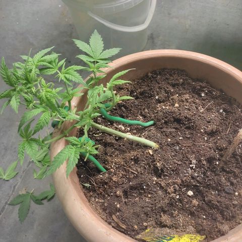 Moby Dick 2. ((Bonsai)) growlog timeline photo