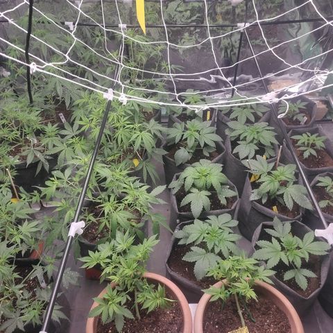 Moby Dick 2. ((Bonsai)) growlog timeline photo