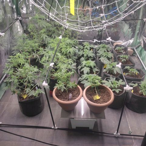Moby Dick 2. ((Bonsai)) growlog timeline photo