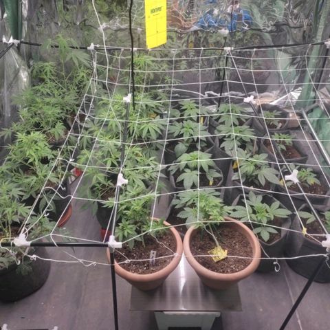 Moby Dick 2. ((Bonsai)) growlog timeline photo