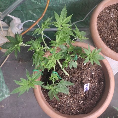 Moby Dick 1. ((Bonsai)) growlog timeline photo