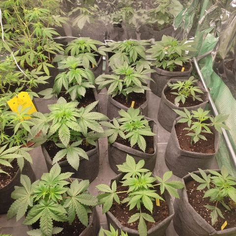 Moby Dick 2. ((Bonsai)) growlog timeline photo