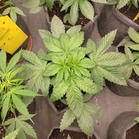 Moby Dick 2. ((Bonsai)) growlog timeline photo