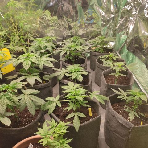 Moby Dick 2. ((Bonsai)) growlog timeline photo