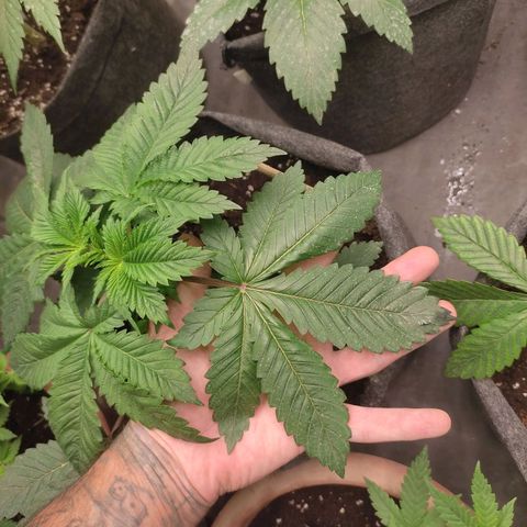 Moby Dick 2. ((Bonsai)) growlog timeline photo