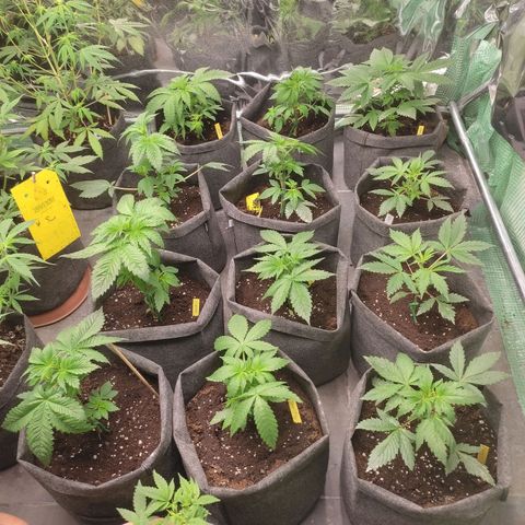 Moby Dick 2. ((Bonsai)) growlog photo: Tras la primera defoliacion 
