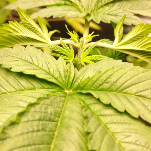 Moby Dick 2. ((Bonsai)) growlog photo: PODA APICAL🤞🤞🤞🤞