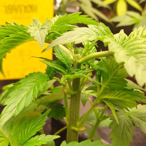 Moby Dick 2. ((Bonsai)) growlog photo: PODA APICAL🤞🤞🤞🤞