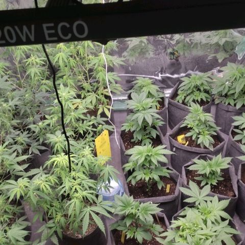 Moby Dick 2. ((Bonsai)) growlog photo: PODA APICAL🤞🤞🤞🤞