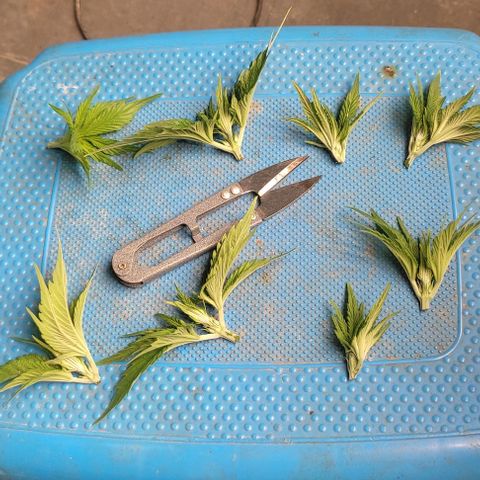 Moby Dick 2. ((Bonsai)) growlog photo: PODA APICAL🤞🤞🤞🤞