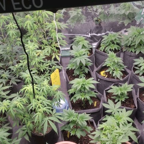 Moby Dick 2. ((Bonsai)) growlog photo: PODA APICAL🤞🤞🤞🤞