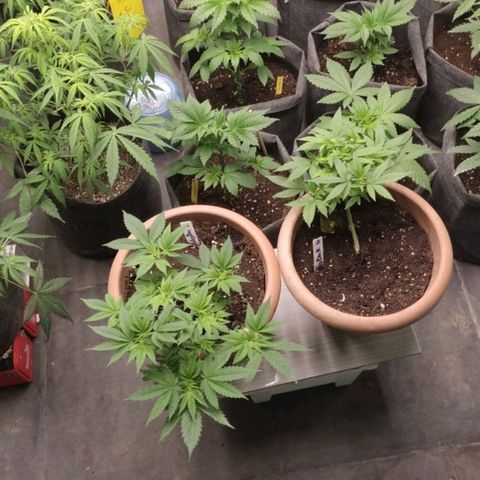 Moby Dick 2. ((Bonsai)) growlog photo: PODA APICAL🤞🤞🤞🤞
