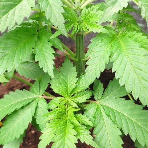 Moby Dick 2. ((Bonsai)) growlog photo: PODA APICAL🤞🤞🤞🤞