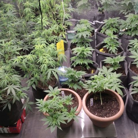 Moby Dick 2. ((Bonsai)) growlog photo: PODA APICAL🤞🤞🤞🤞