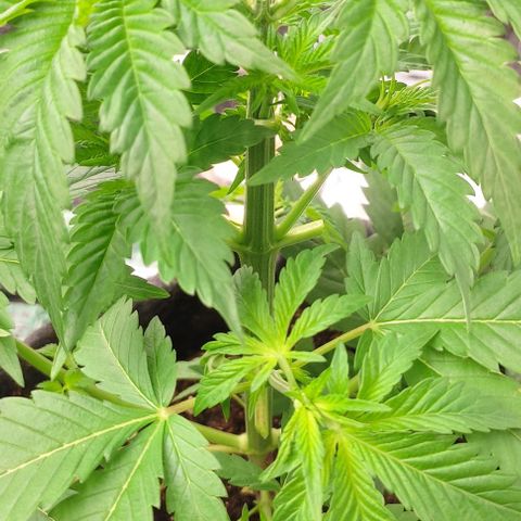 Moby Dick 2. ((Bonsai)) growlog photo: PODA APICAL🤞🤞🤞🤞
