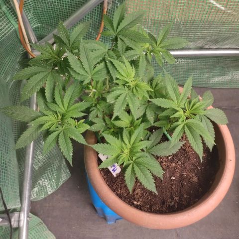 Moby Dick 1. ((Bonsai)) growlog timeline photo