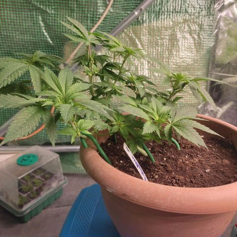 Moby Dick 1. ((Bonsai)) growlog timeline photo