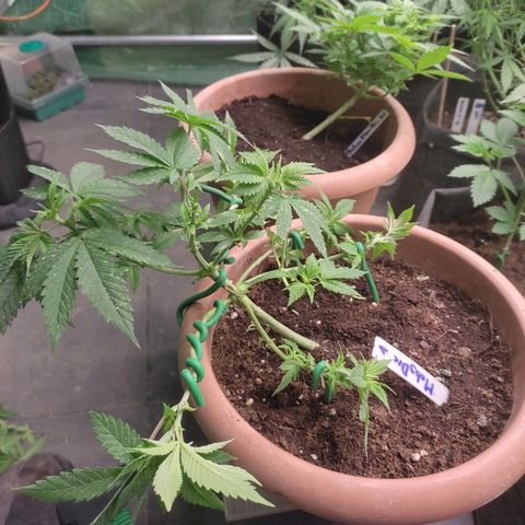 Moby Dick 1. ((Bonsai)) growlog timeline photo