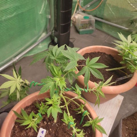 Moby Dick 1. ((Bonsai)) growlog timeline photo