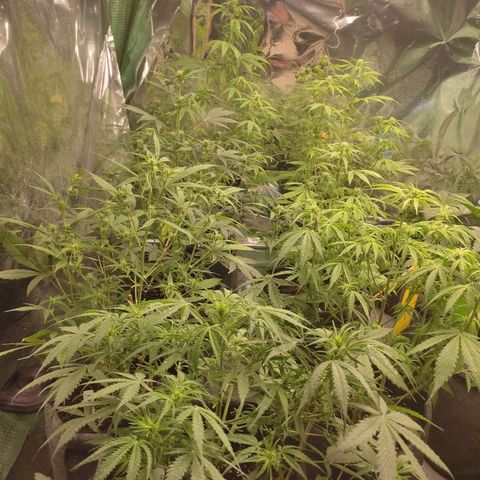 Moby Dick 2. ((Bonsai)) growlog timeline photo