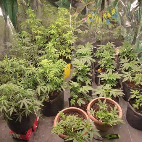 Moby Dick 2. ((Bonsai)) growlog timeline photo