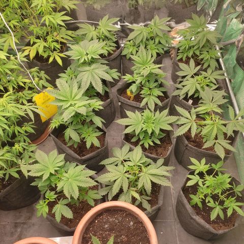 Moby Dick 2. ((Bonsai)) growlog timeline photo