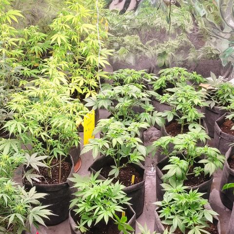Moby Dick 2. ((Bonsai)) growlog timeline photo