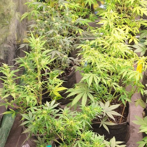 Moby Dick 2. ((Bonsai)) growlog timeline photo