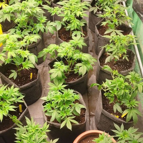 Moby Dick 2. ((Bonsai)) growlog timeline photo