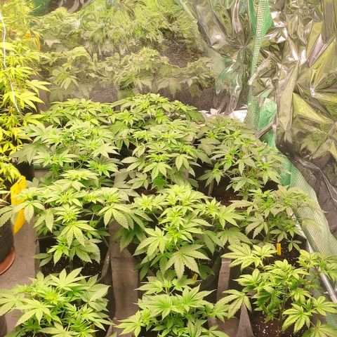 Moby Dick 2. ((Bonsai)) growlog timeline photo