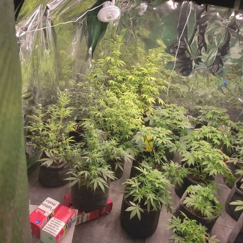 Moby Dick 2. ((Bonsai)) growlog timeline photo