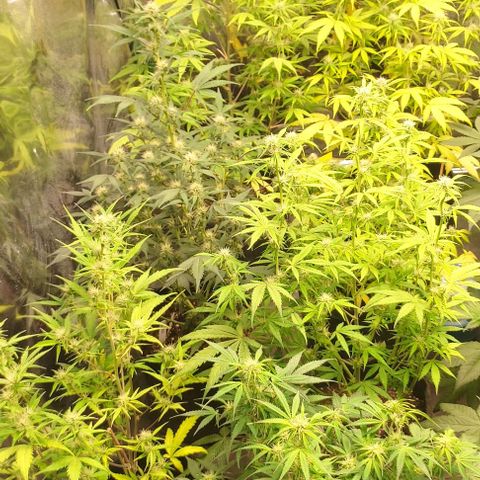 Moby Dick 2. ((Bonsai)) growlog timeline photo