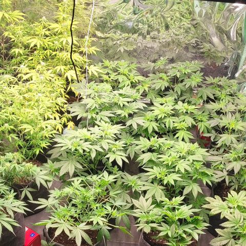 Moby Dick 2. ((Bonsai)) growlog timeline photo