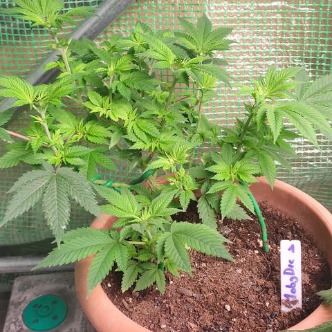 Moby Dick 2. ((Bonsai)) growlog timeline photo