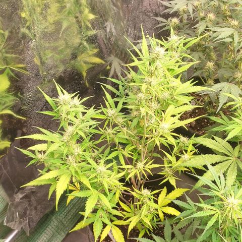 Moby Dick 2. ((Bonsai)) growlog timeline photo