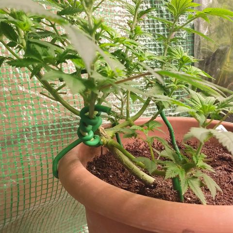 Moby Dick 2. ((Bonsai)) growlog timeline photo