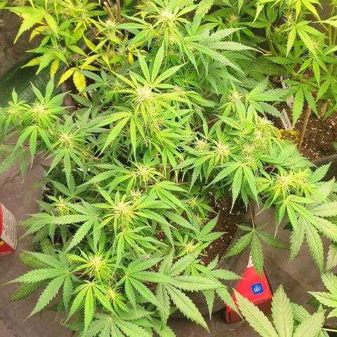 Moby Dick 2. ((Bonsai)) growlog timeline photo