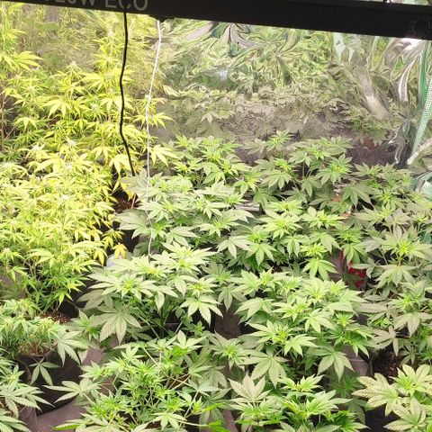 Moby Dick 2. ((Bonsai)) growlog timeline photo