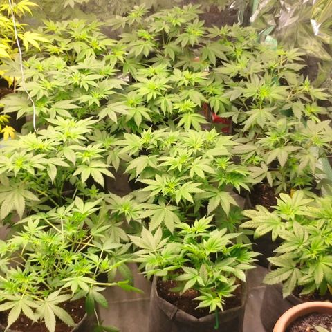Moby Dick 2. ((Bonsai)) growlog timeline photo