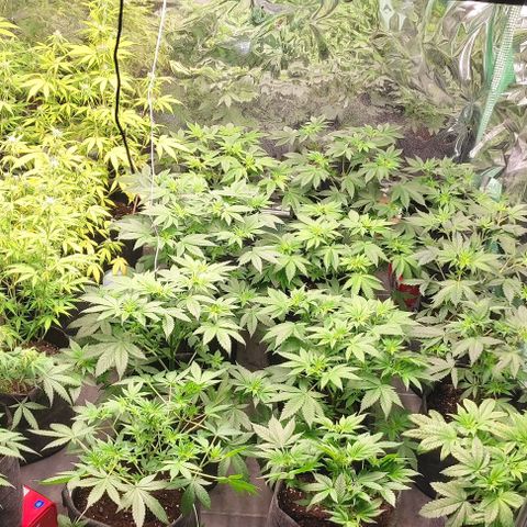 Moby Dick 2. ((Bonsai)) growlog timeline photo