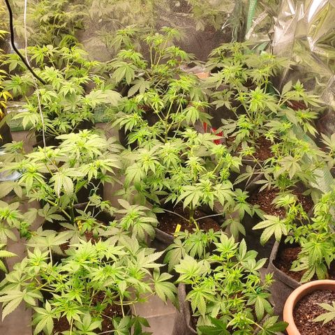 Moby Dick 2. ((Bonsai)) growlog timeline photo