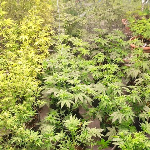 Moby Dick 2. ((Bonsai)) growlog timeline photo