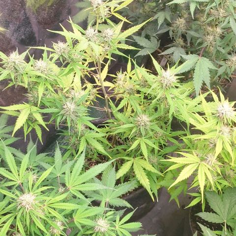 Moby Dick 2. ((Bonsai)) growlog timeline photo