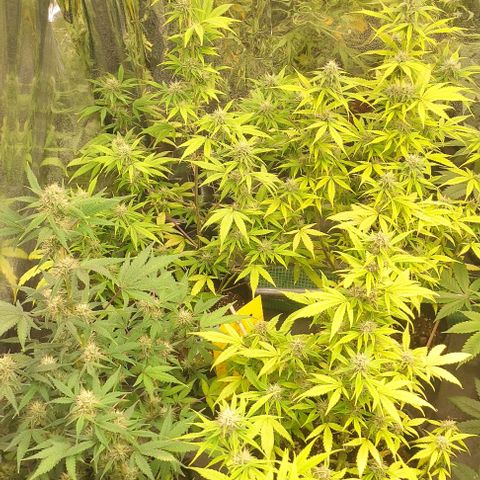 Moby Dick 2. ((Bonsai)) growlog timeline photo