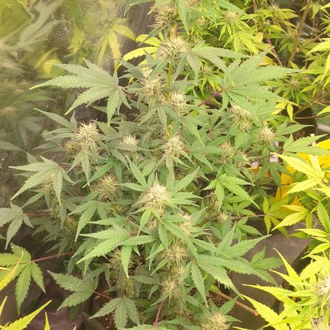 Moby Dick 2. ((Bonsai)) growlog timeline photo